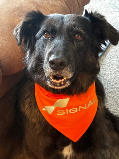 Annie, Signal of Lincoln's Chief Happiness Pawficer, a senior black dog wearing an orange Signal bandana