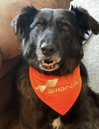 Annie, Signal of Lincoln's Chief Happiness Pawficer, wearing an orange Signal bandana