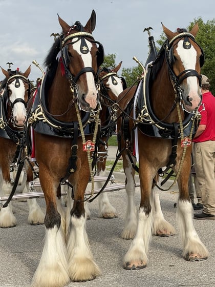 The Budweiser Clydesdales hitch during their July 2026 visit to Lincoln, NE, where Signal of Lincoln provided overnight security
