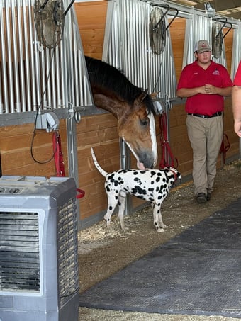 A Clydesdale and Dalmatian in the stalls in Lincoln, NE, watched overnight by Signal of Lincoln security
