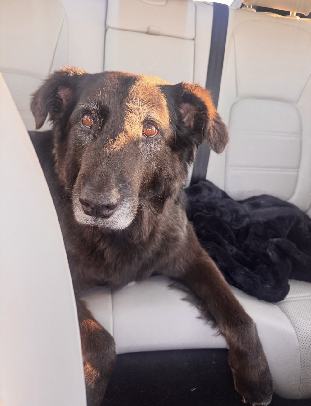 Annie, the Signal of Lincoln office dog, relaxing in the back seat
