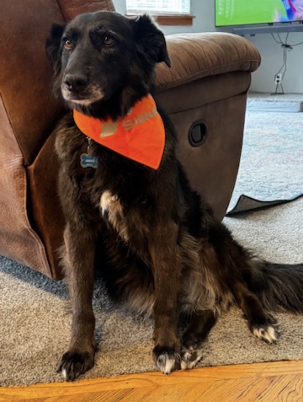 Annie sitting proudly in her orange Signal of Lincoln bandana