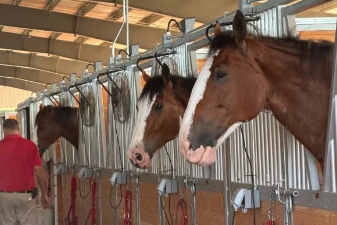 Budweiser Clydesdales in their stalls during their Lincoln visit, watched overnight by Signal of Lincoln